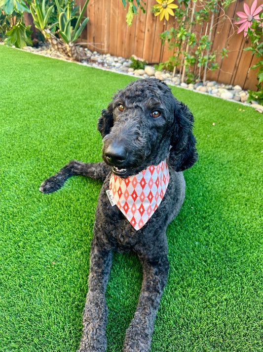 The Trailblazer Bandana