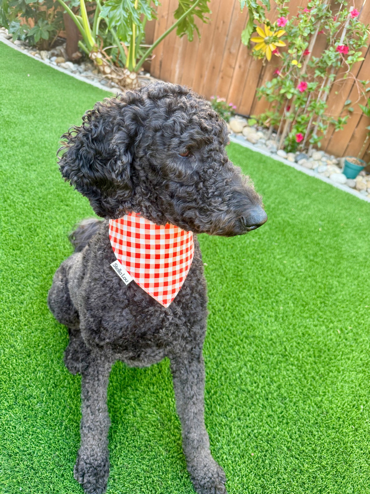 Check Me Out Bandana